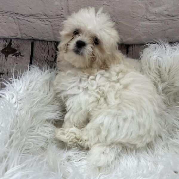 Teddy Bear-DOG-Female-Cream-9153-Petland Monroeville, PA