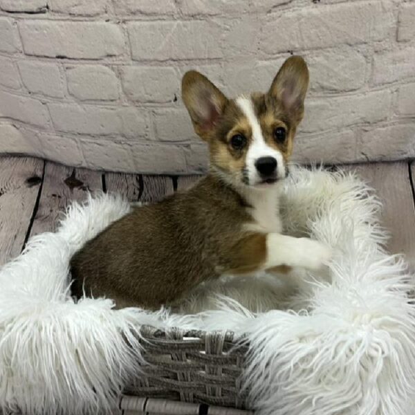 Pembroke Welsh Corgi-DOG-Female-Sable / White-9154-Petland Monroeville, PA