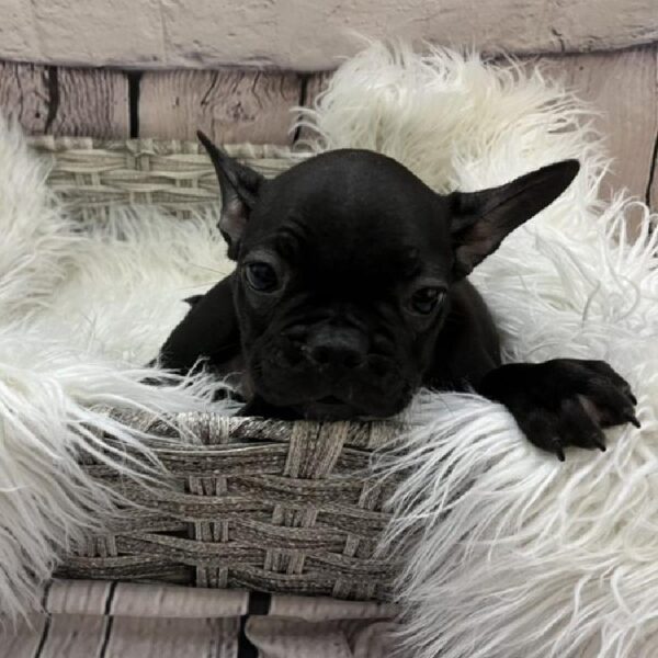 Frenchton-DOG-Female-Black-9159-Petland Monroeville, PA