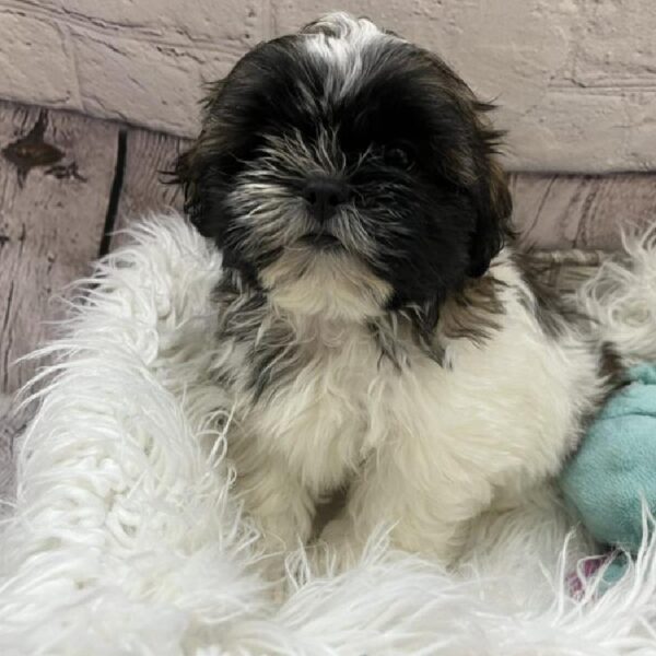 Shih Tzu-DOG-Male-Brindle and White-9149-Petland Monroeville, PA