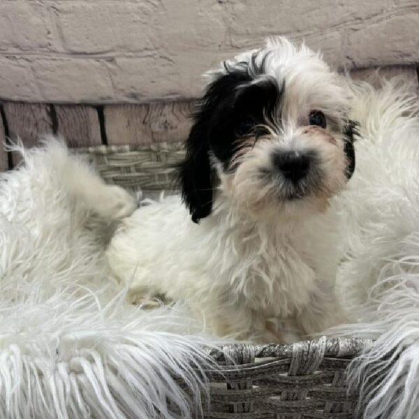 Teddy Bear-DOG-Female-Black and White-9148-Petland Monroeville, PA