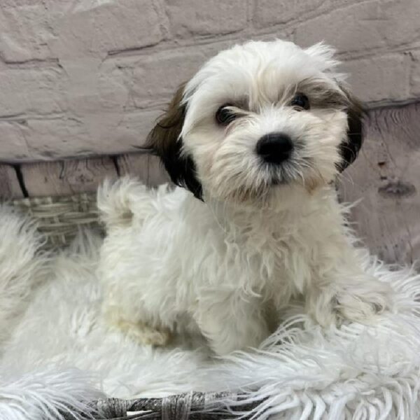 Teddy Bear-DOG-Male-Gold and White-9147-Petland Monroeville, PA
