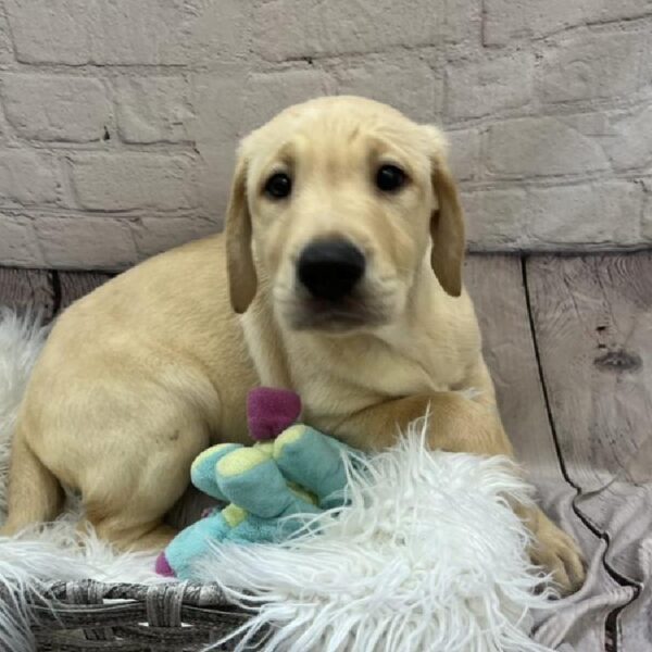Labrador Retriever-DOG-Male-Yellow-9145-Petland Monroeville, PA