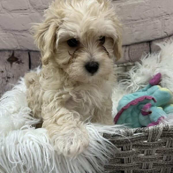 Malti-Poo-DOG-Male-White-9146-Petland Monroeville, PA