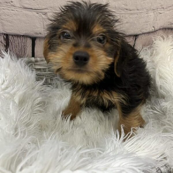 Yorkie-DOG-Male-Black and Tan-9150-Petland Monroeville, PA