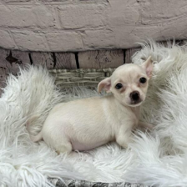 Chihuahua-DOG-Male-Cream-9156-Petland Monroeville, PA