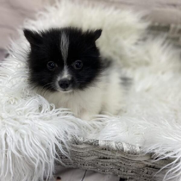 Pomeranian-DOG-Female-Black / White-9184-Petland Monroeville, PA