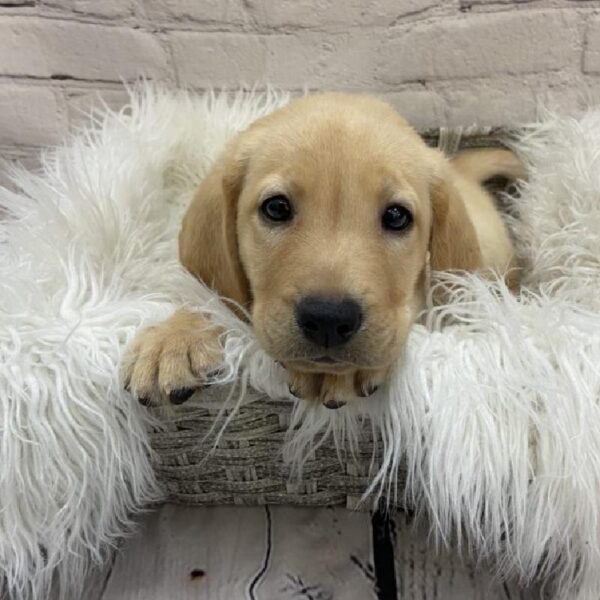 Labrador Retriever-DOG-Male-Yellow-9185-Petland Monroeville, PA