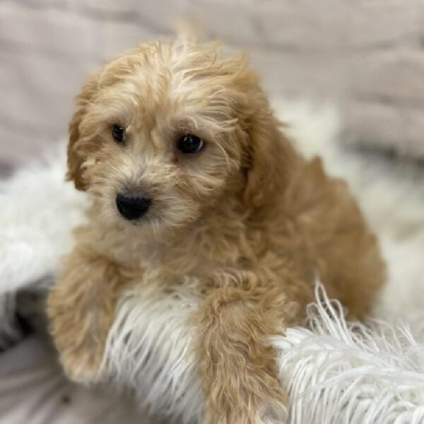 Yorkie-Poo-DOG-Female-Apricot-9183-Petland Monroeville, PA