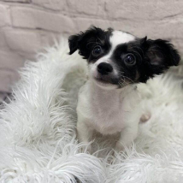 Chihuahua-DOG-Male-Black / Tan-9182-Petland Monroeville, PA