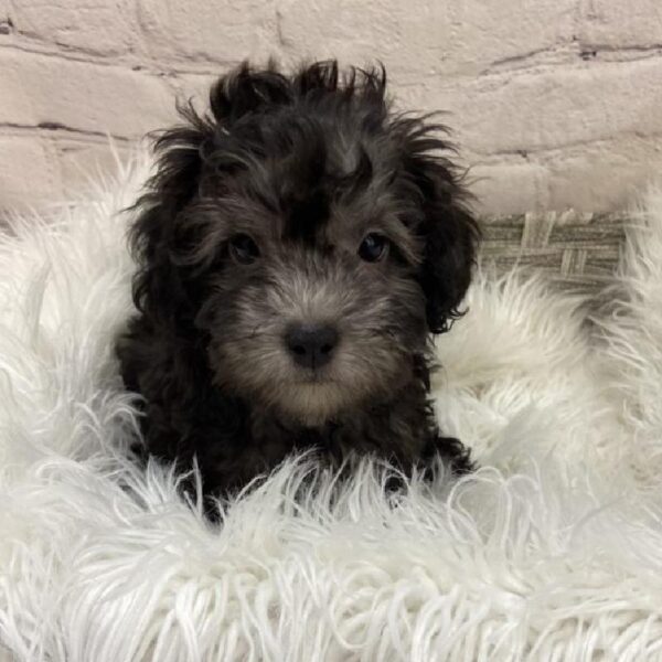 ShizaPoo-DOG-Male-Silver-9181-Petland Monroeville, PA