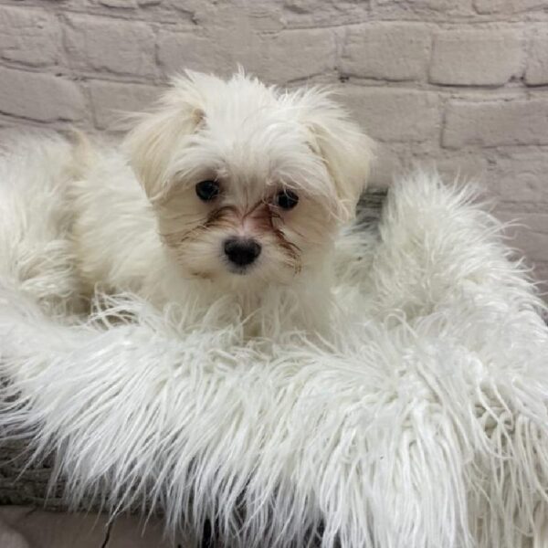 Maltese-DOG-Female-White-9180-Petland Monroeville, PA