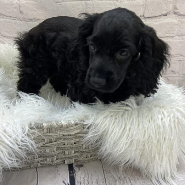 Cocker Spaniel-DOG-Female-Black-9172-Petland Monroeville, PA
