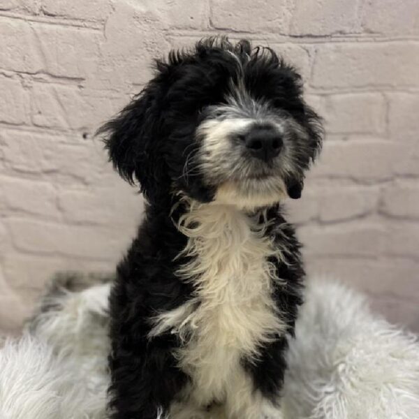 Aussiedoodle-DOG-Male-Black and White-9171-Petland Monroeville, PA