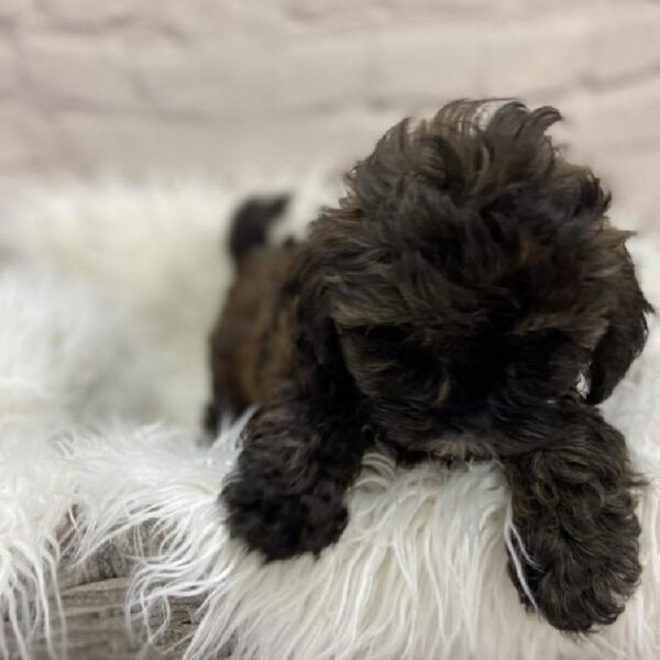 Shih-poo-DOG-Male-Brindle-9169-Petland Monroeville, PA