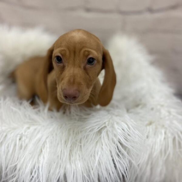 Dachshund-DOG-Female-Red-9170-Petland Monroeville, PA