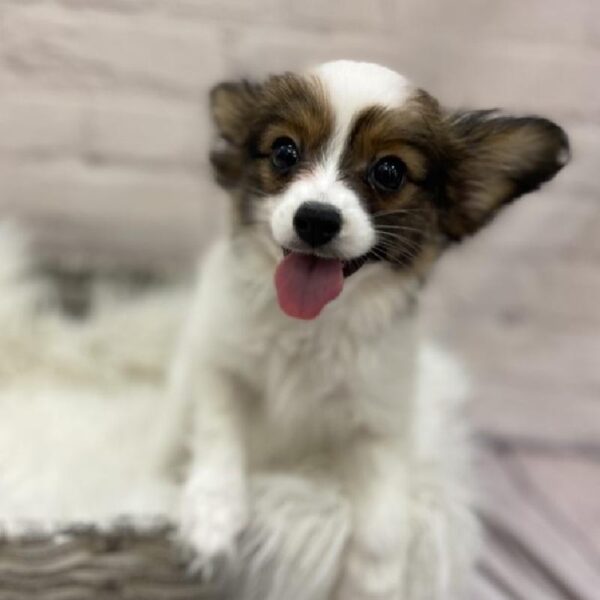 Papillon-DOG-Male-Red and White-9168-Petland Monroeville, PA