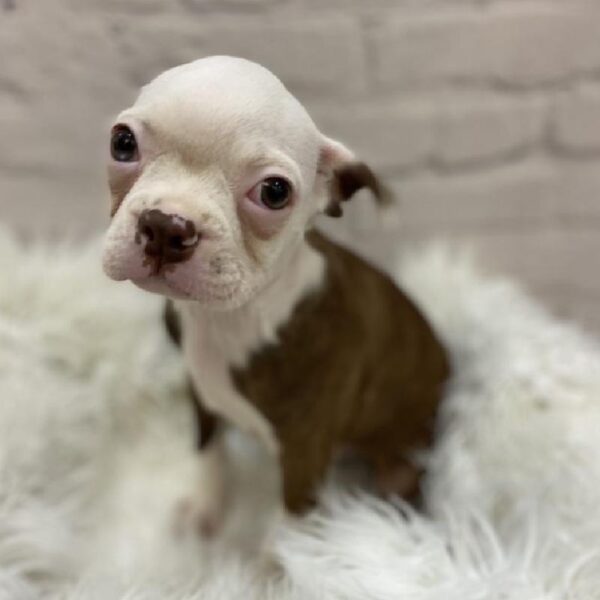 Boston Terrier-DOG-Male-Seal and White-9167-Petland Monroeville, PA