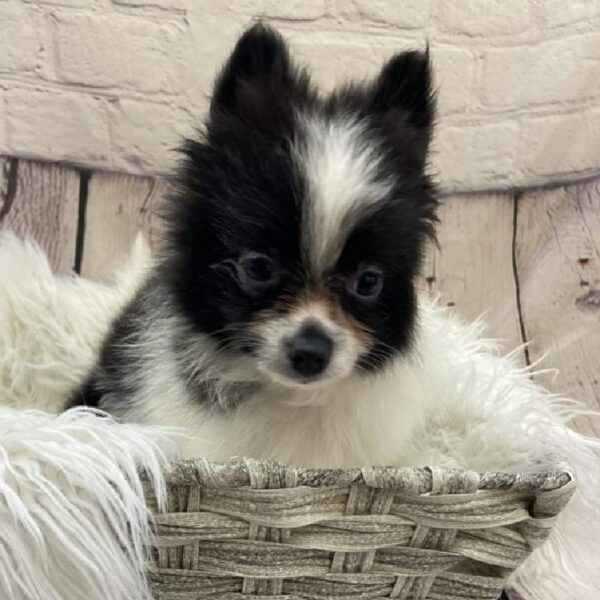 Pomeranian-DOG-Male-Black-9214-Petland Monroeville, PA