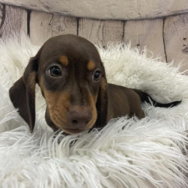 Dachshund-DOG-Male-Chocolate / Tan-9215-Petland Monroeville, PA