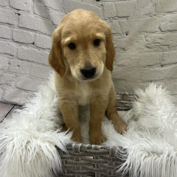 Golden Retriever-DOG-Male-Golden-9210-Petland Monroeville, PA