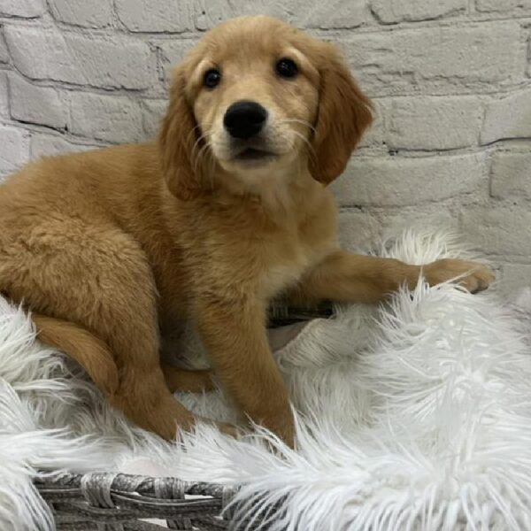 Golden Retriever-DOG-Female-Golden-9211-Petland Monroeville, PA