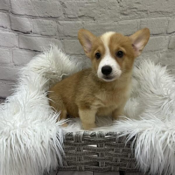 Pembroke Welsh Corgi-DOG-Female-Red-9212-Petland Monroeville, PA