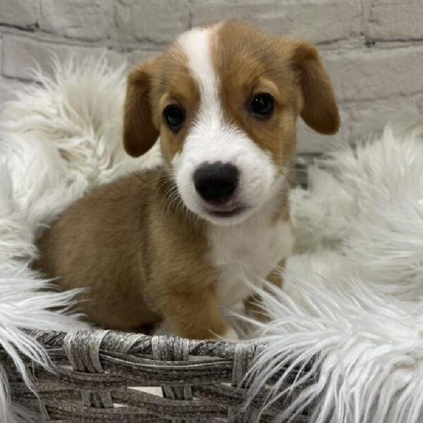 Pembroke Welsh Corgi-DOG-Male-Sable-9213-Petland Monroeville, PA