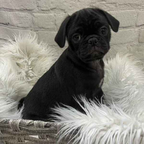 Pug-DOG-Male-Black-9208-Petland Monroeville, PA
