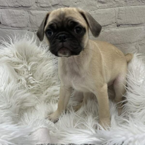Pug-DOG-Female-Fawn-9207-Petland Monroeville, PA