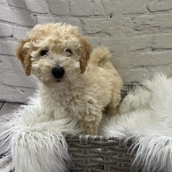 Bichon- Poo-DOG-Male-Cream-9204-Petland Monroeville, PA