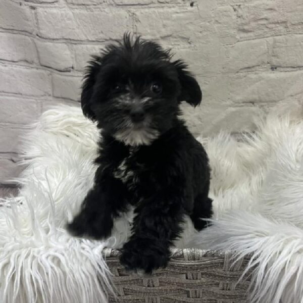 Morkie-DOG-Female-Black-9206-Petland Monroeville, PA