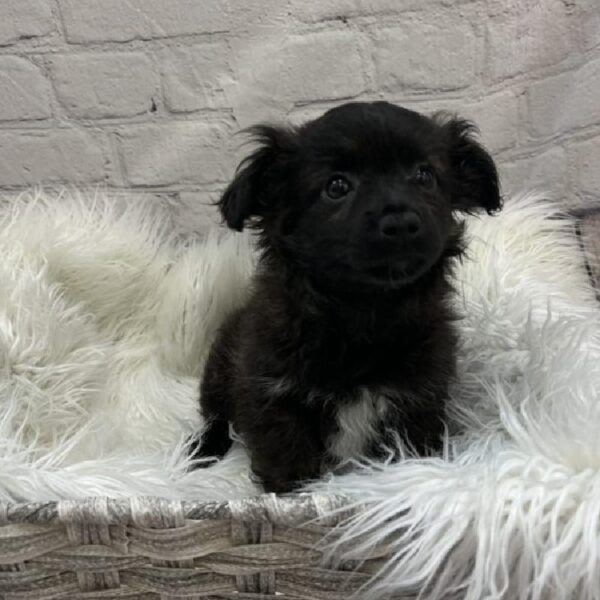 Mini AussiePoo-DOG-Female-Sable-9226-Petland Monroeville, PA