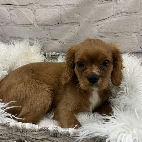 Cavalier King Charles Spaniel-DOG-Female-Ruby-9228-Petland Monroeville, PA