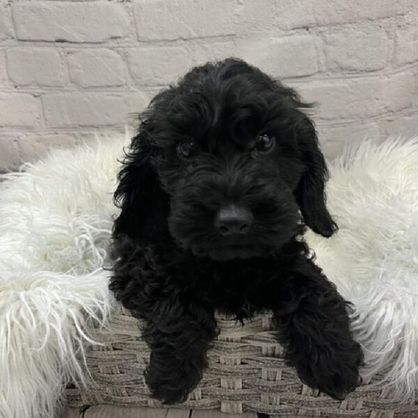 Cockapoo-DOG-Male-Black-9227-Petland Monroeville, PA