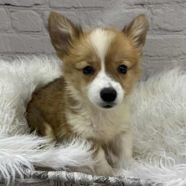 Pembroke Welsh Corgi-DOG-Male-Sable-9223-Petland Monroeville, PA