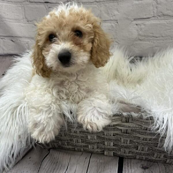 Bichon- Poo-DOG-Male-White and Apricot-9225-Petland Monroeville, PA