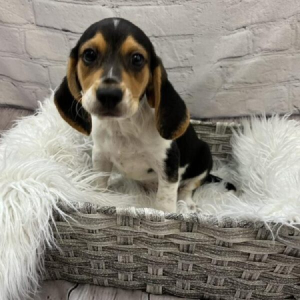 Beagle-DOG-Male-Black White and Tan-9222-Petland Monroeville, PA