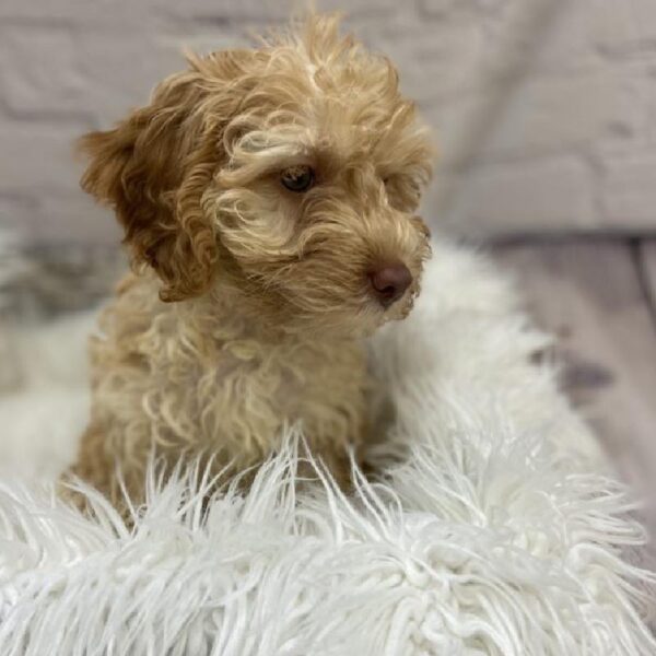 Cock A Poo 2nd Gen-DOG-Male-Apricot-9244-Petland Monroeville, PA