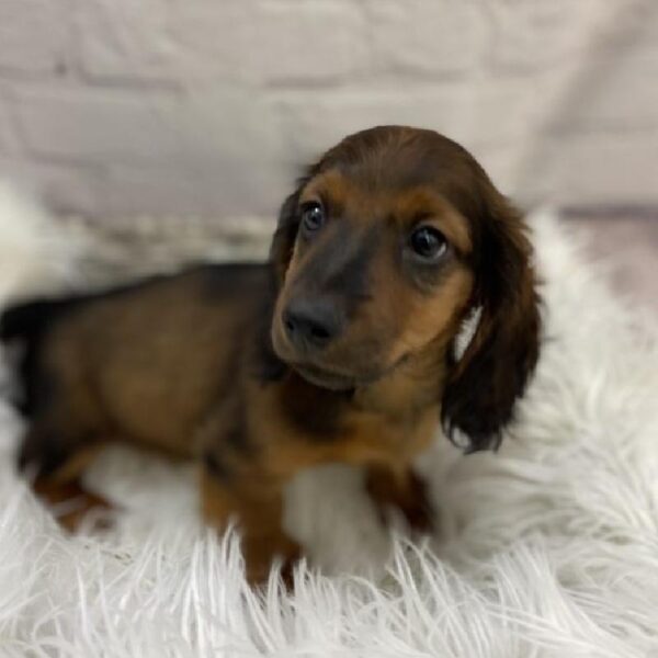 Dachshund-DOG-Male-Wild Boar-9243-Petland Monroeville, PA