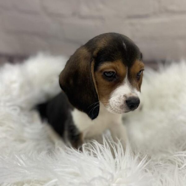Beagle-DOG-Female-Black Tan / White-9242-Petland Monroeville, PA