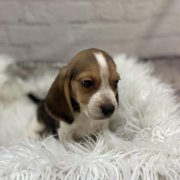 Beagle-DOG-Female-Black Tan / White-9241-Petland Monroeville, PA