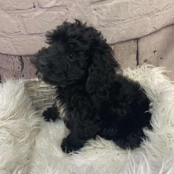 Cockalier-Poodle-DOG-Male-Black-9258-Petland Monroeville, PA
