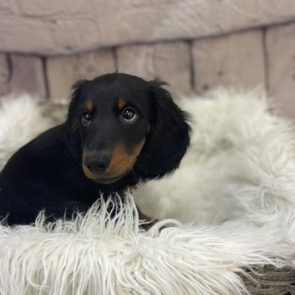 Dachshund-DOG-Male-Black and Tan-9257-Petland Monroeville, PA