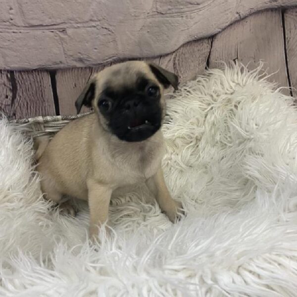 Pug-DOG-Female-Fawn-9259-Petland Monroeville, PA