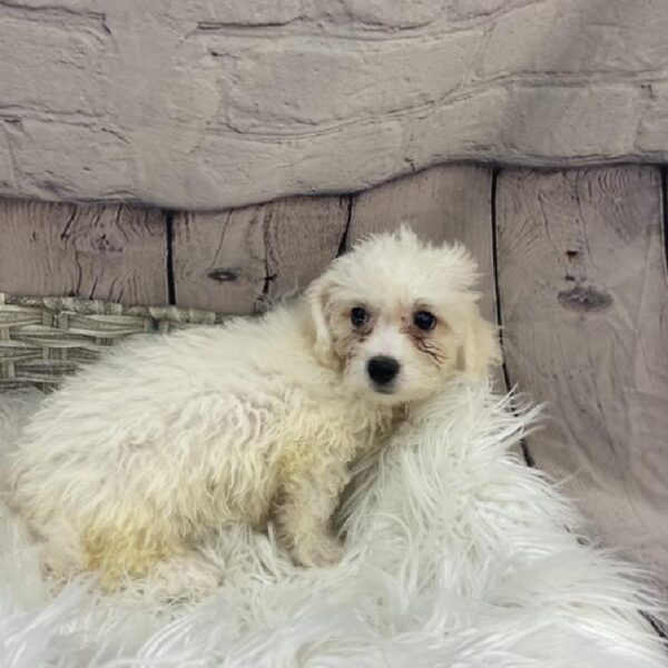 Bichon- Poo-DOG-Female-White-9256-Petland Monroeville, PA