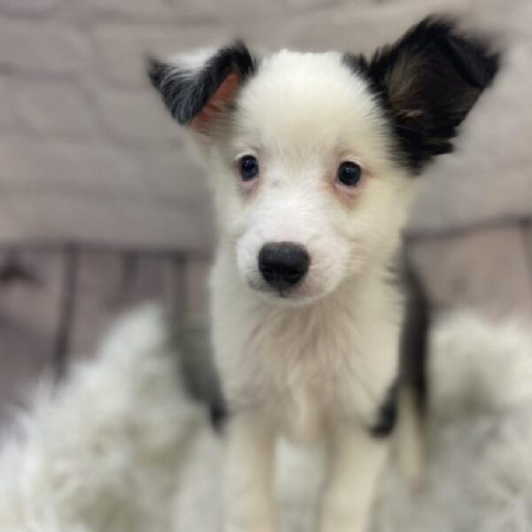 Miniature Australian Shepherd-DOG-Male-Black and White-9255-Petland Monroeville, PA