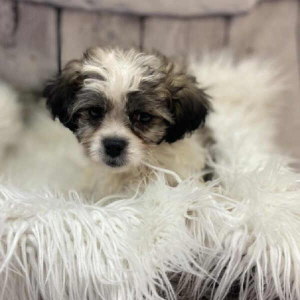 Pekingese-Bichon-DOG-Male-Fawn Sable-9265-Petland Monroeville, PA
