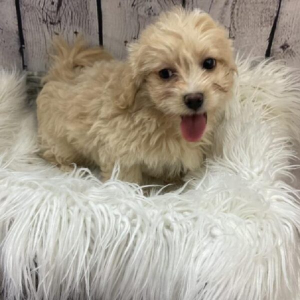 Lhasa-Poo-DOG-Male-Buff-9264-Petland Monroeville, PA