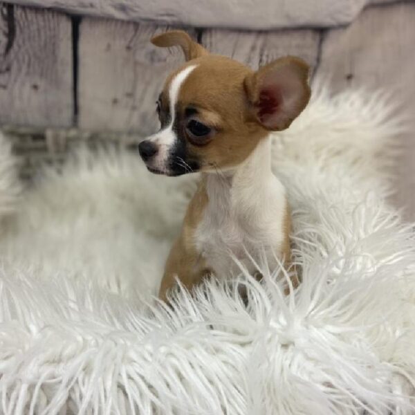 Chihuahua-DOG-Female-Fawn / White-9261-Petland Monroeville, PA